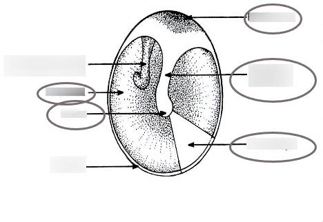 Ear Drum Diagram Diagram | Quizlet