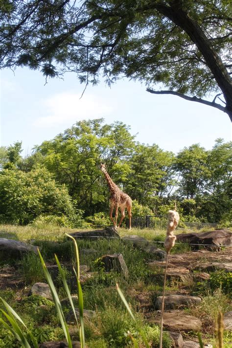 Midnight Mindness: Pittsburgh Zoo