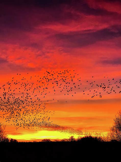 Starling Murmuration Photograph by John Wells - Pixels