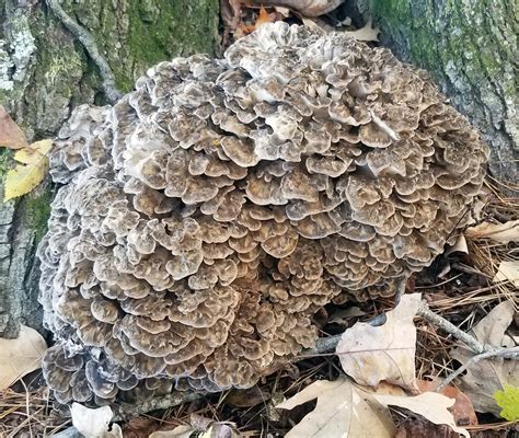 Maitake Hen of the Woods Mushroom Culture | Etsy