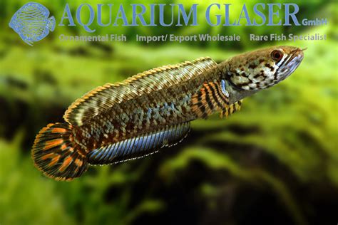 Channa bleheri - Aquarium Glaser GmbH