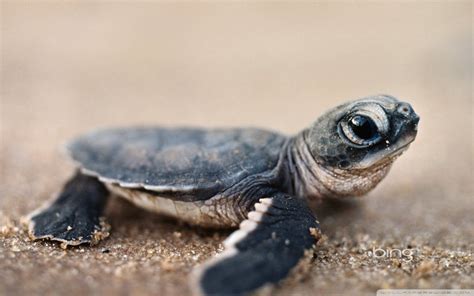 Turtle Wallpapers - Top Free Turtle Backgrounds - WallpaperAccess | Turtle wallpaper, Cute ...