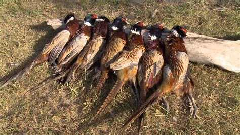 Awesome Pheasant Hunting South Dakota - YouTube