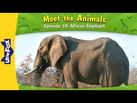 Meet the Animals 3 | Nile Crocodile | Wild Animals | Little Fox ...