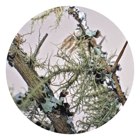 Lichen - Australia – Australian Bush Flower Essences
