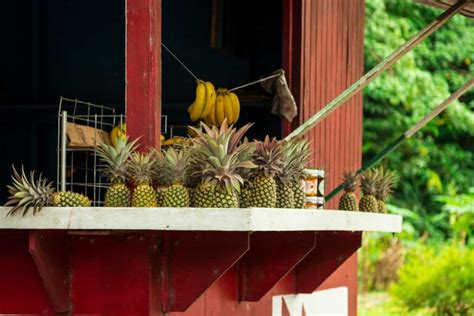 The Antigua Black Pineapple - Minneopa Orchards