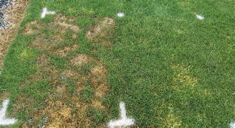 Managing Pythium diseases effectively - GCMOnline.com