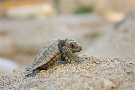 Baby Sea Turtles — SEE Turtles