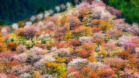 🔥 Download Spring Cherry Blossoms On Mount Yoshino In Nara Prefecture ...