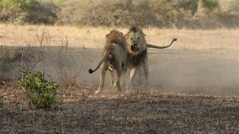 Male lions fighting over territory - Photowildsa - YouTube