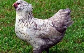 Considering Green Queen Chicken Breed? Read This First