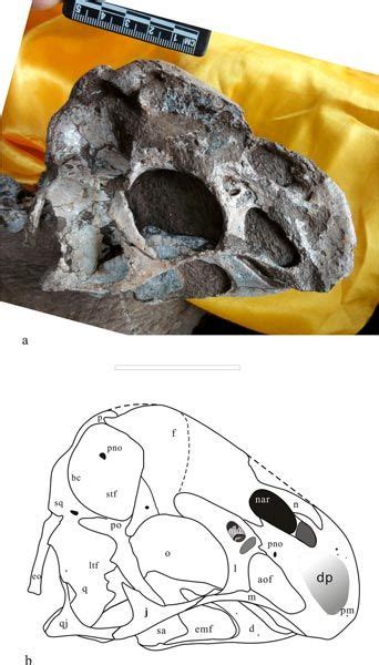 Skull and line drawing of Tongtianlong limosus. New Chinese oviraptorid dinosaur described ...