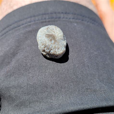 Erie, Pennsylvania on Lake Erie Beach. Size is about 3/4 of an inch. : r/fossilid