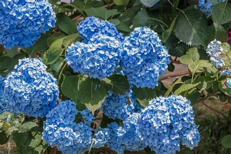 Endless Summer Hydrangea - Hydrangea macrophylla Endless Summer ...