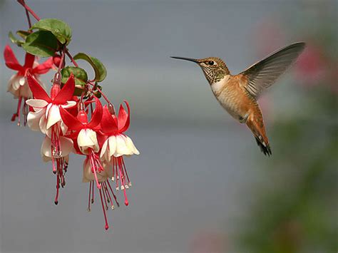 Free Hummingbird Desktop Wallpaper - WallpaperSafari