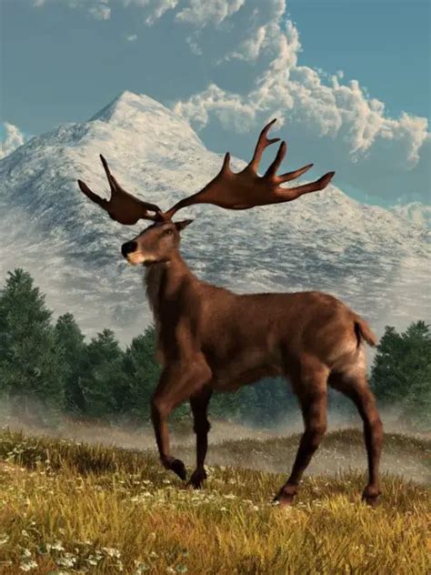 Irish Elk Information, History & Facts | Meet This Monster Deer - World Deer