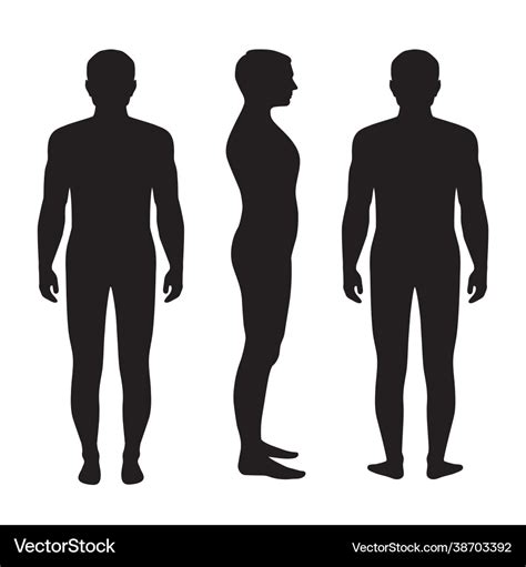 Human body anatomy Royalty Free Vector Image - VectorStock