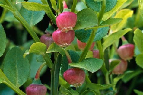 Vaccinium corymbosum - BBC Gardeners' World Magazine