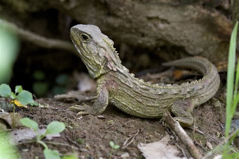 tuatara - Sphenodon punctatus | The tuatara is a reptile end… | Flickr