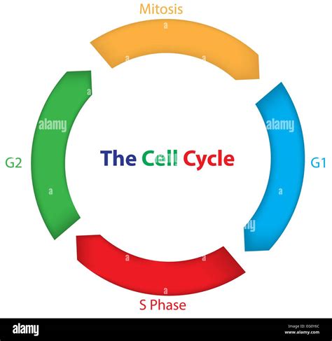 The Cell Cycle for Children Stock Vector Image & Art - Alamy