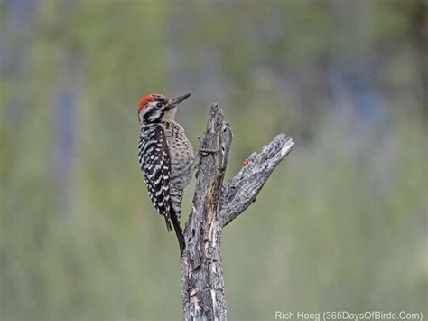 Southwestern USA Desert Birding | 365 Days of Birds