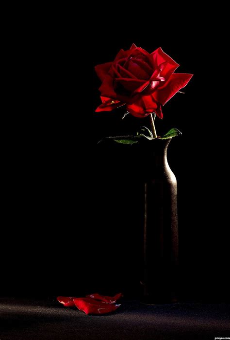 Ț Single Red Rose Black Background HD phone wallpaper | Pxfuel