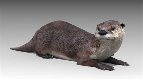 Otter 3D Model $75 - .c4d .blend .fbx .max .obj .3ds .unknown - Free3D