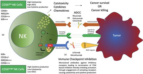 | Types and functions of NK cells. (a) CD56 bright CD16 − and CD56 dim... | Download Scientific ...