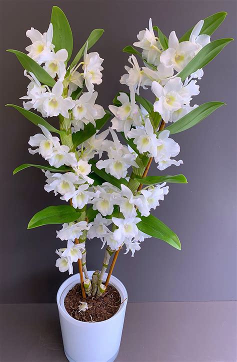 Dendrobium orchid - Crescent Flowers