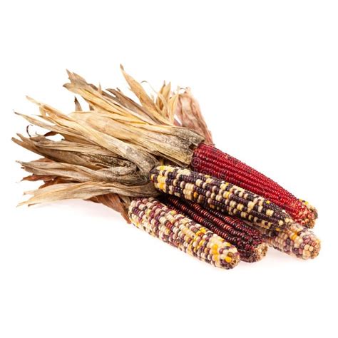 Mini Decorative Indian Corn Seeds - Price €2.35