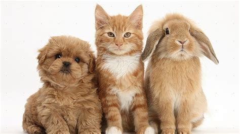 Sweet friends, kitten, cat, rabbit, bunny, puppy, dog, HD wallpaper ...