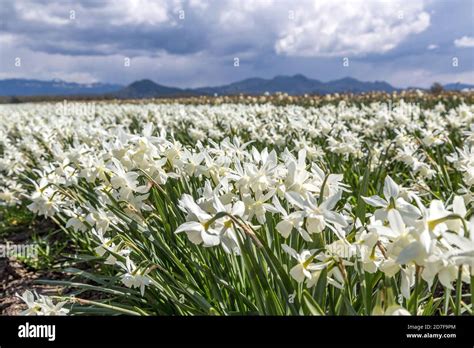 White Daffodil Fields in Skagit Valley, Washington-USA Stock Photo - Alamy