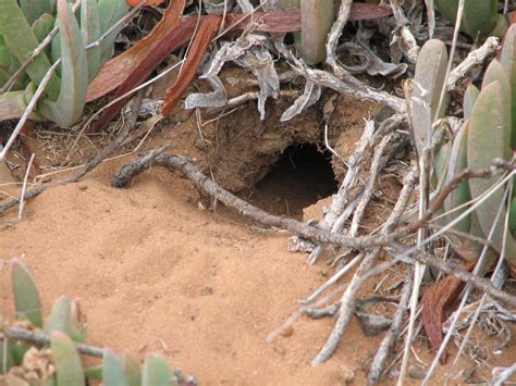 Nest hollow of the Spotted Pardalote - Trevor's Birding