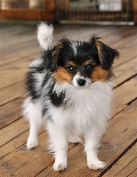 Road's End Papillons : 14 Week old Papillon (Phalene) Puppies