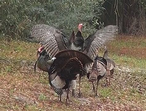 Osceola Turkey Photo’s | Florida Turkey