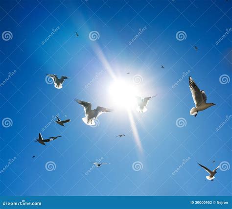 Birds in the sky stock photo. Image of journey, midair - 30000952