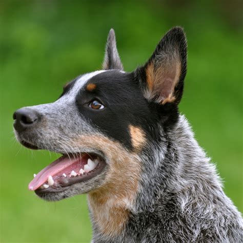 Australian Cattle Dog Breed Guide - Learn about the Australian Cattle Dog.