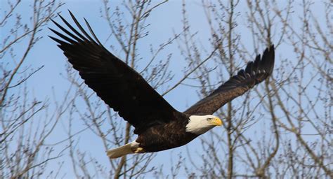 Bald eagles flying high in Ohio | News, Sports, Jobs - The Times Leader