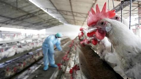 WHO Confirms First Bird Flu Case in India, 4-Year-Old Tests Positive For H9N2 Virus | Republic World