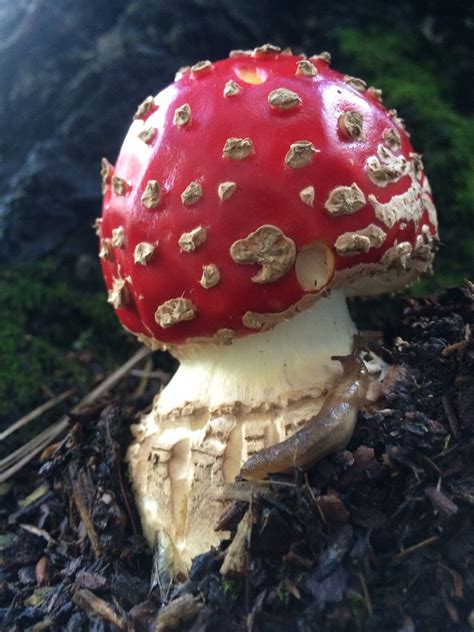 Shroomery - Amanita muscaria