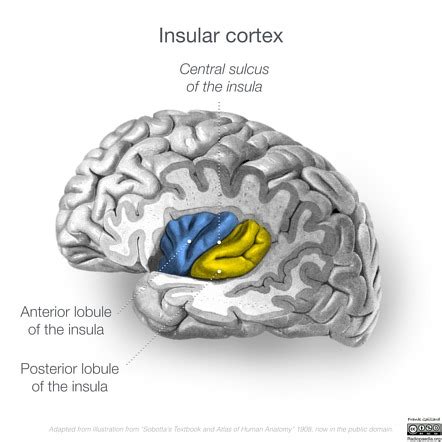 Posterior Anterior Brain