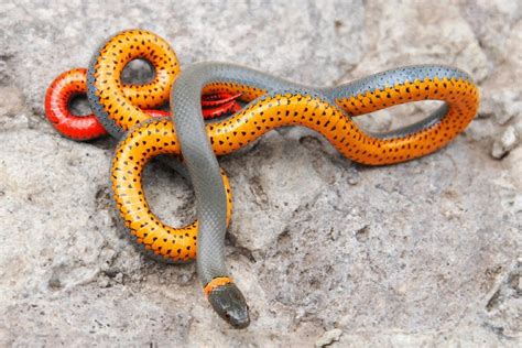 10 Small Pet Snakes: That Stay Small (With Pictures) | Pet Keen