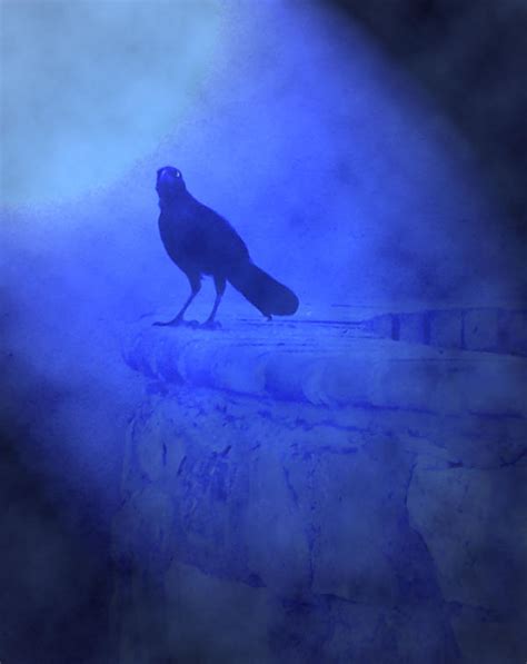 A crow at night by rockerchick08 on DeviantArt