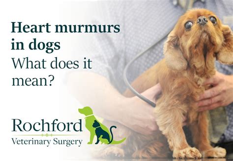 How To Treat Heart Murmur In Dogs - BEST HOME DESIGN IDEAS