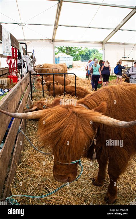 Aberdeen angus cattle hi-res stock photography and images - Alamy