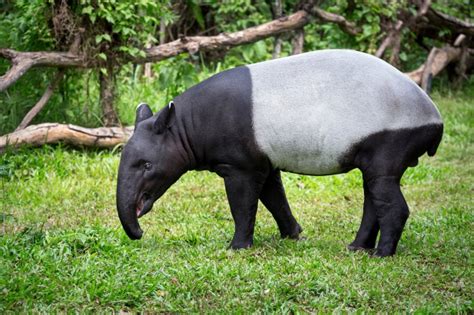 Buy & Donate To Save Malayan Tapirs!