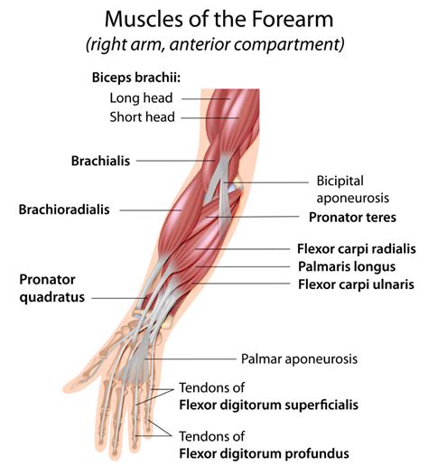 Hand Anatomy - Arora Hand Surgery