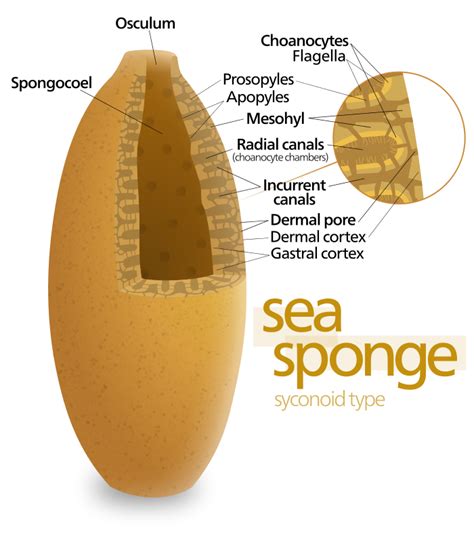 Do Sponges Have Specialized Cells at Lynn Bartling blog