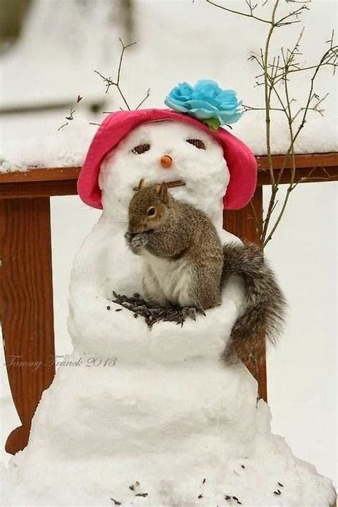 The News For Squirrels: What Do Squirrels Do In The Winter?