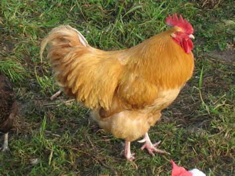 Buff Orpington rooster | Hens and Roosters | Pinterest